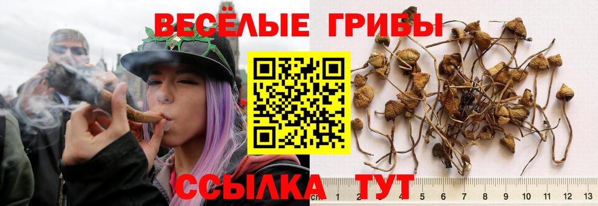 Псилоцибиновые грибы Psilocybine cubensis Советский